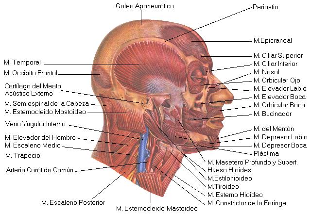 músculos cabeza
