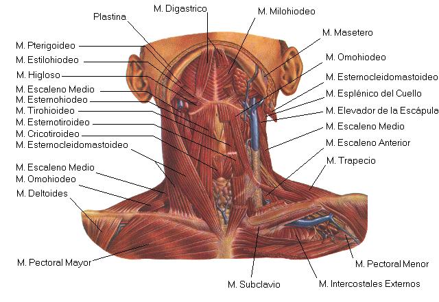 músculos cuello