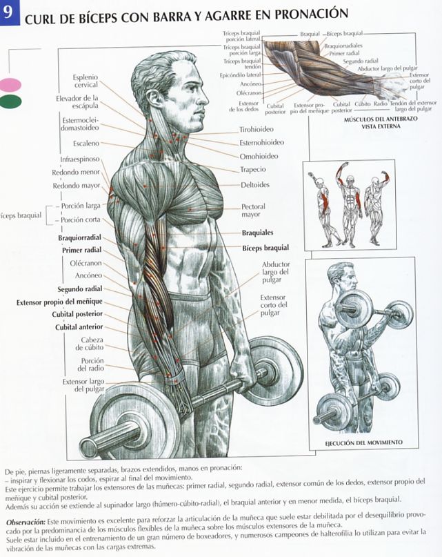 biceps-curl-barra-pronación