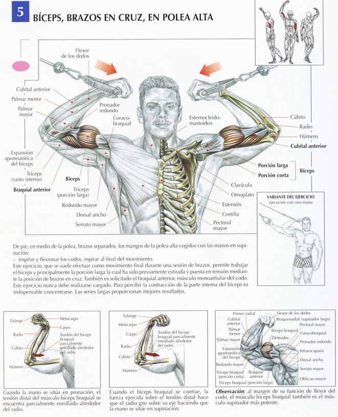 biceps-polea-alta