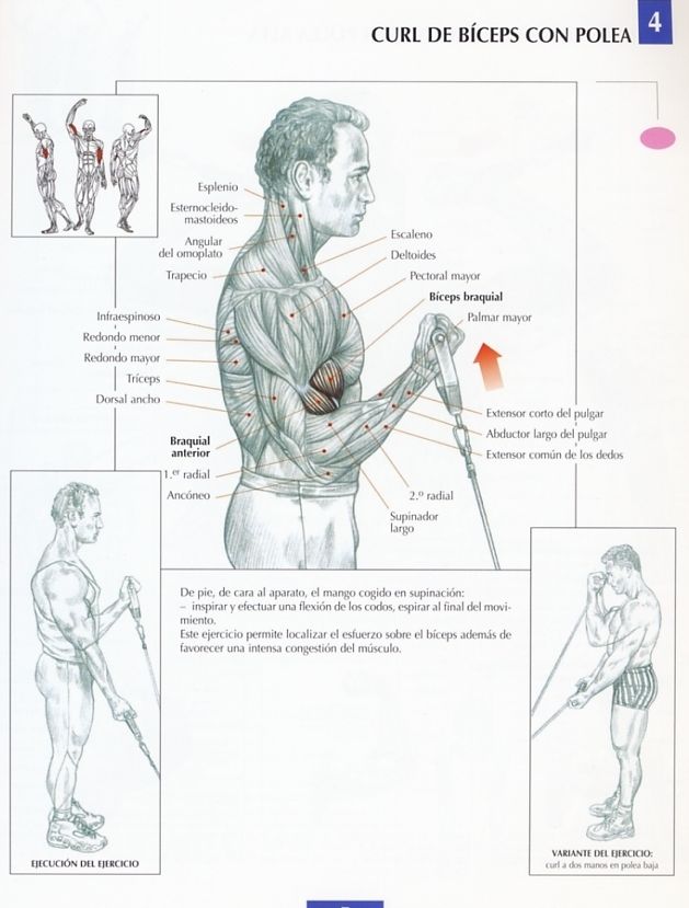 biceps-polea