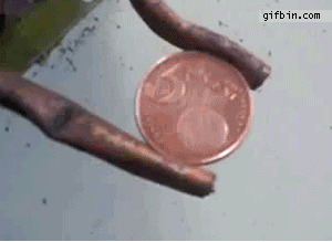 electrocutar-moneda