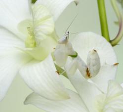 4515201_249px