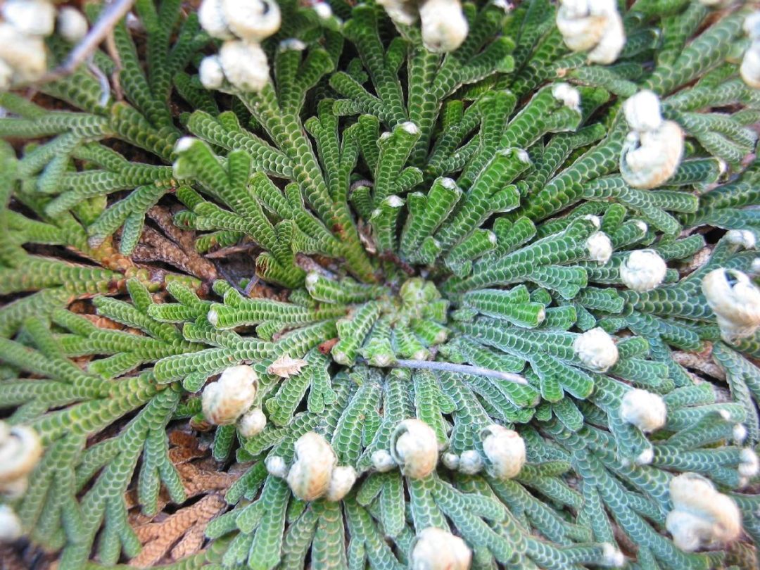 Selaginella lepidophylla la planta de la resurección Selaginella lepidophylla